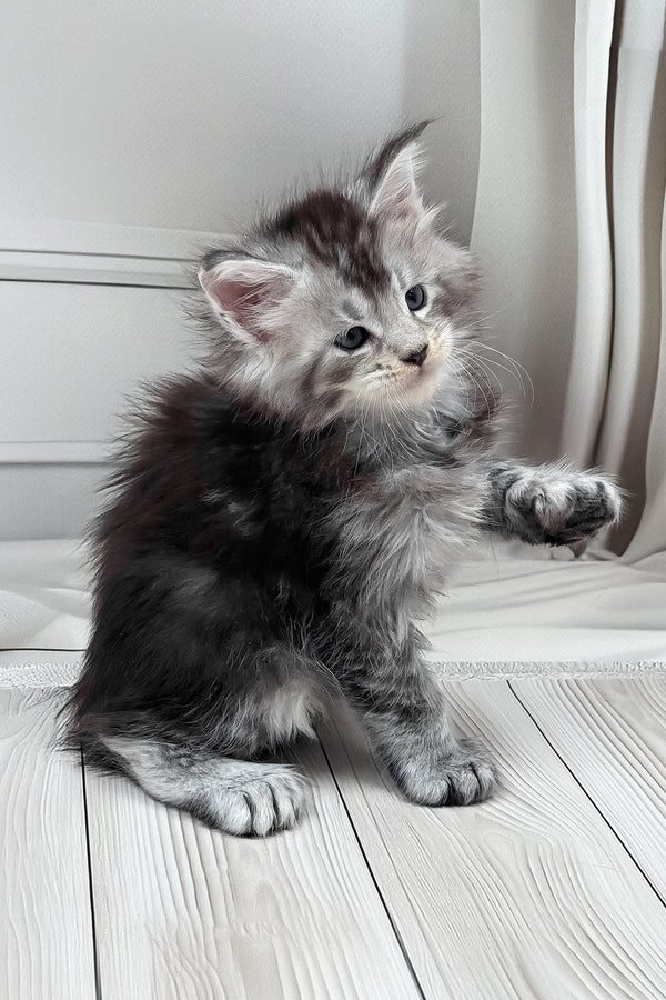 Hermes | Polydactyl Maine Coon Kitten