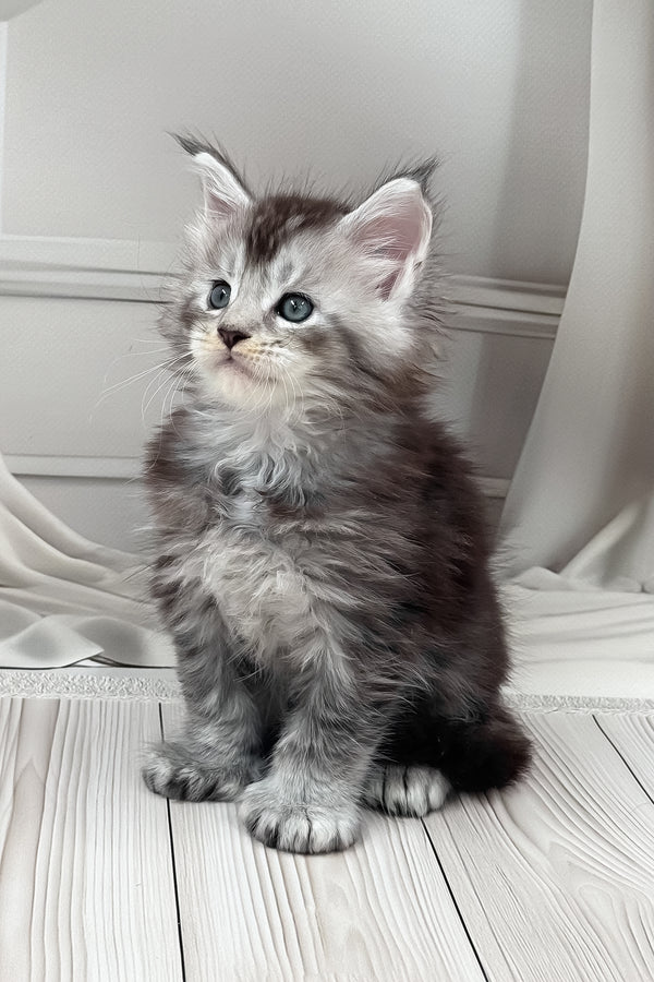 Hermes | Polydactyl Maine Coon Kitten