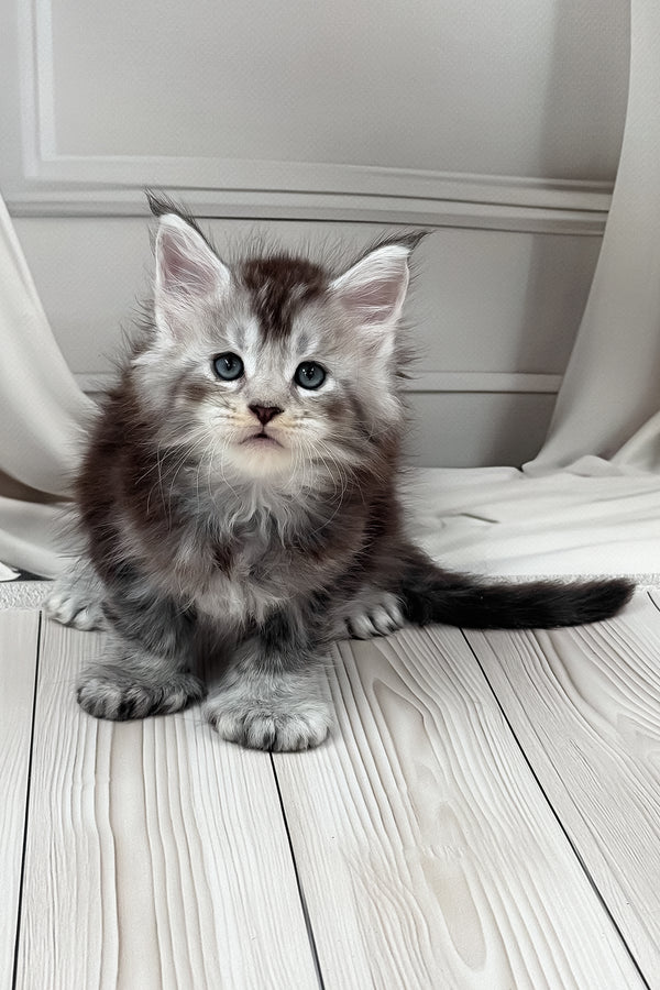Hermes | Polydactyl Maine Coon Kitten