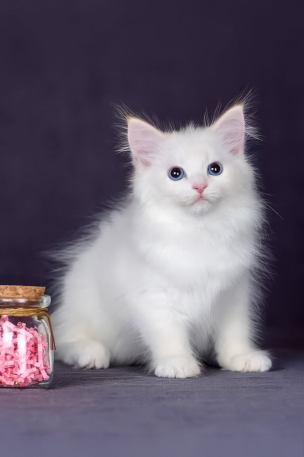 Hermes | Siberian Kitten