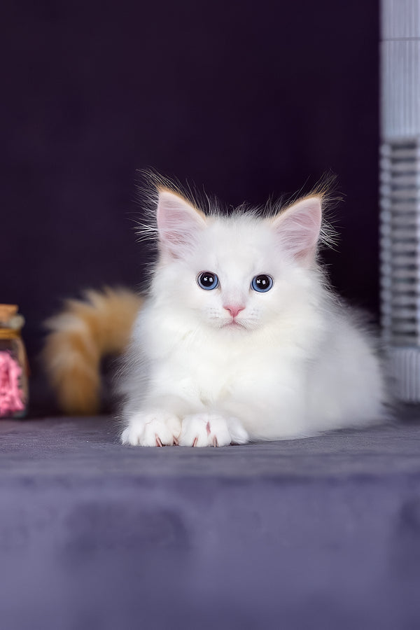 Hermes | Siberian Kitten