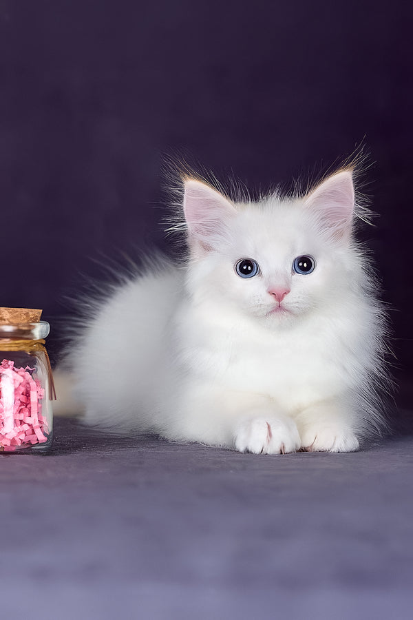 Hermes | Siberian Kitten