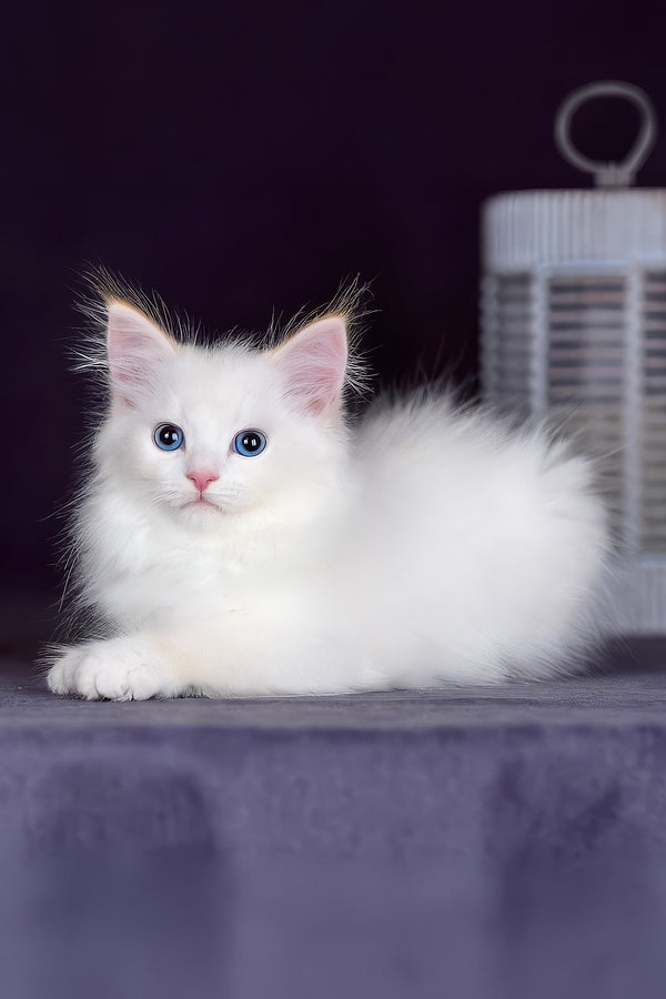 Hermes | Siberian Kitten