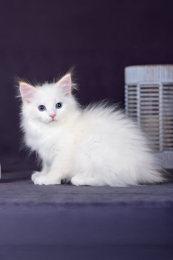 Hermes | Siberian Kitten