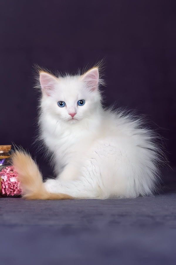 Hermes | Siberian Kitten