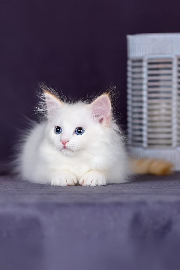 Hermes | Siberian Kitten