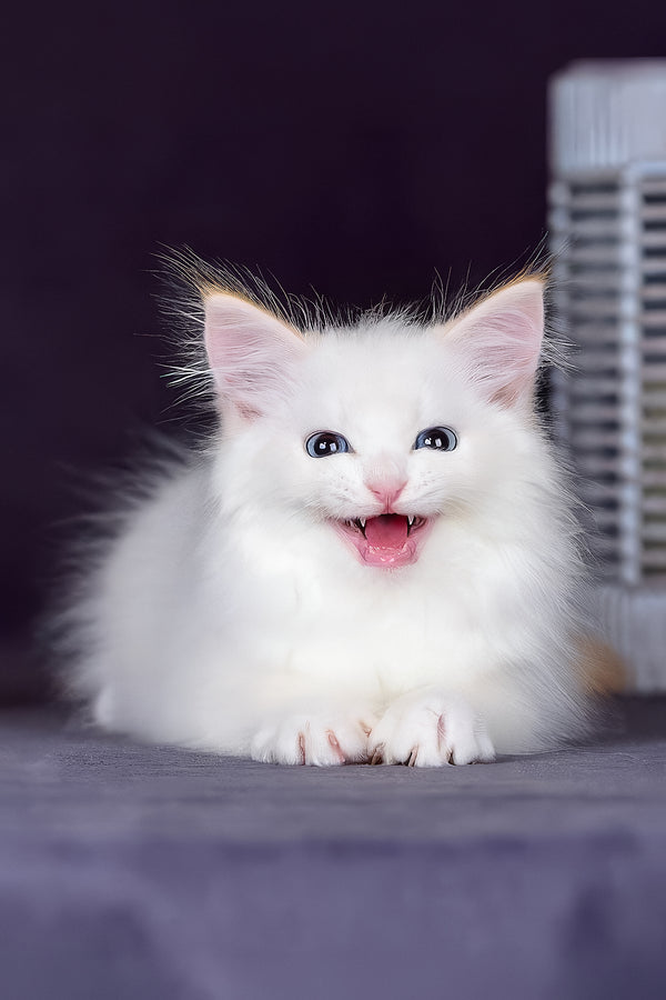 Hermes | Siberian Kitten