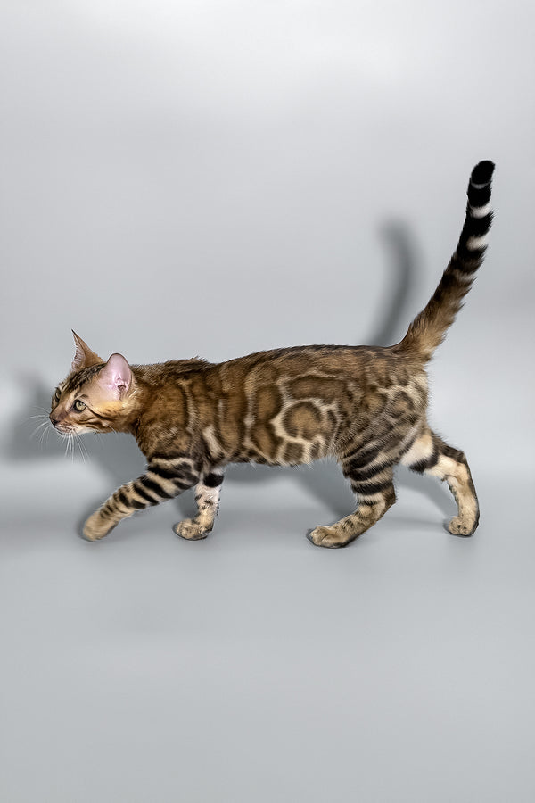 Honey | Bengal Kitten