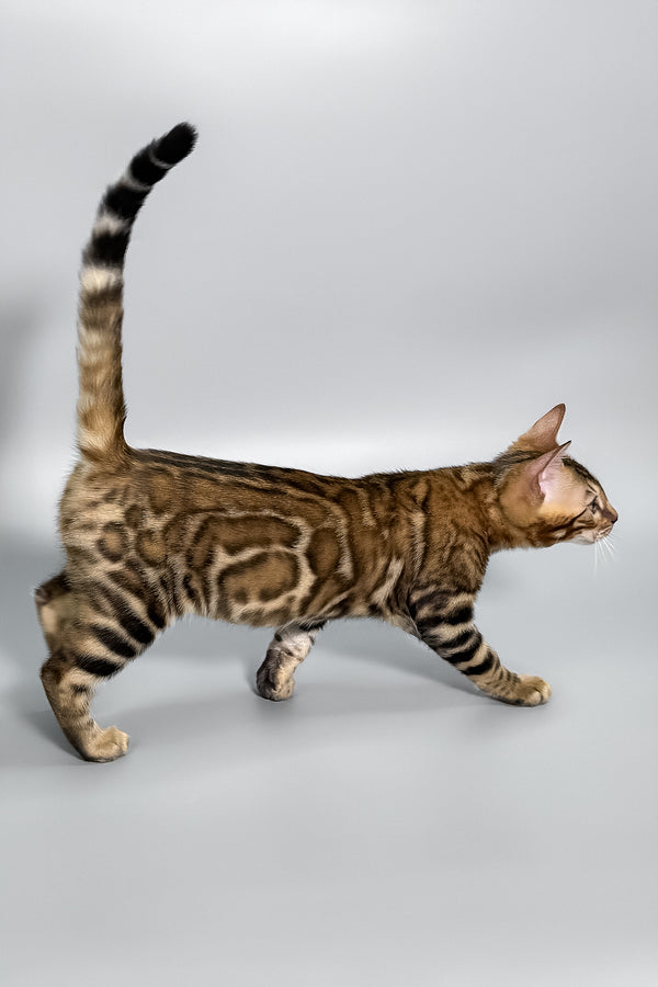 Honey | Bengal Kitten