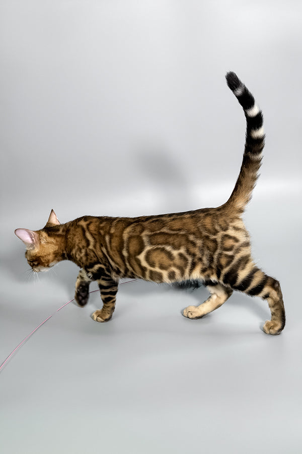 Honey | Bengal Kitten