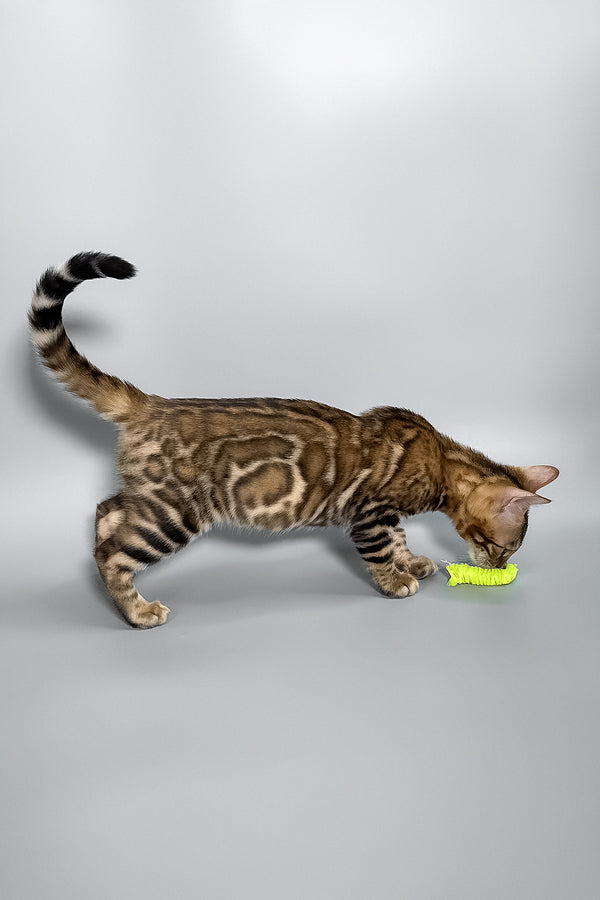 Honey | Bengal Kitten