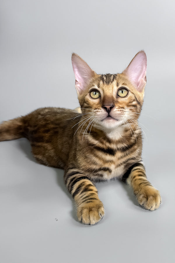 Honey | Bengal Kitten