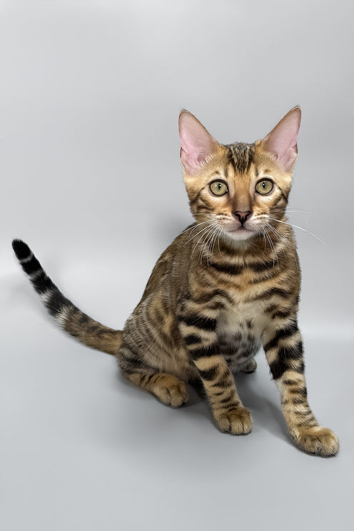 Honey | Bengal Kitten