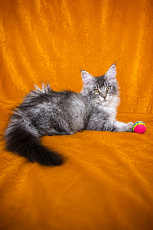 Hoarfrost | Maine Coon Kitten