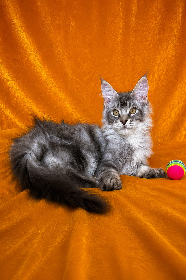 Hoarfrost | Maine Coon Kitten