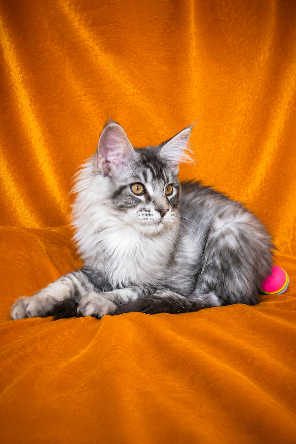 Hoarfrost | Maine Coon Kitten