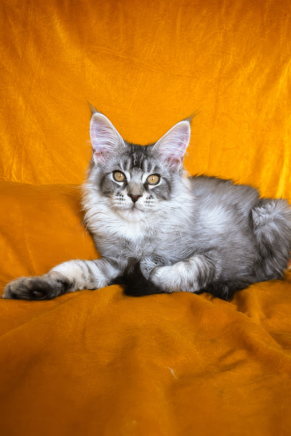 Hoarfrost | Maine Coon Kitten