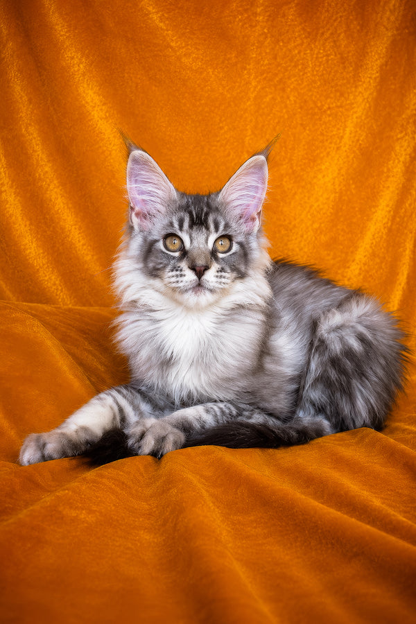 Hoarfrost | Maine Coon Kitten
