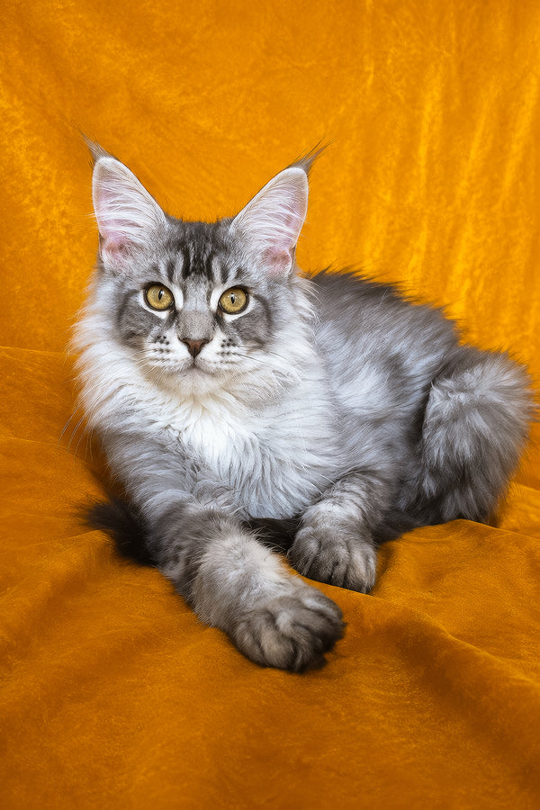 Hoarfrost | Maine Coon Kitten