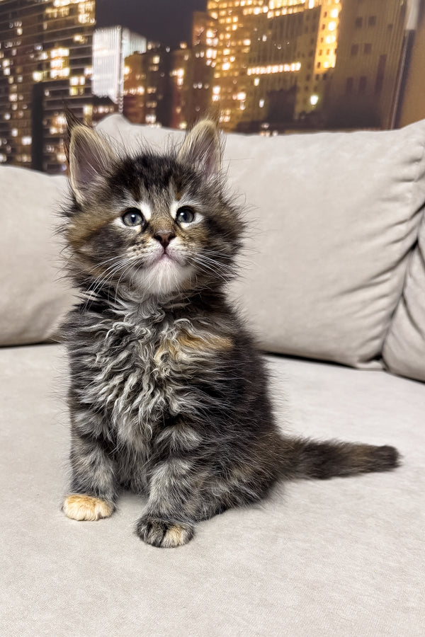 Honda | Maine Coon Kitten