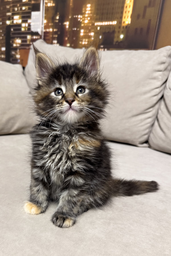 Honda | Maine Coon Kitten