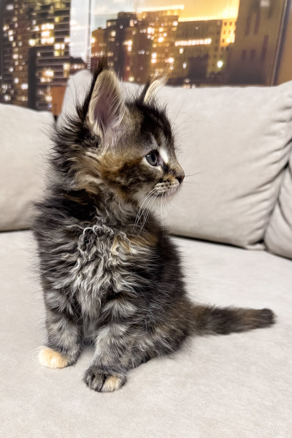 Honda | Maine Coon Kitten