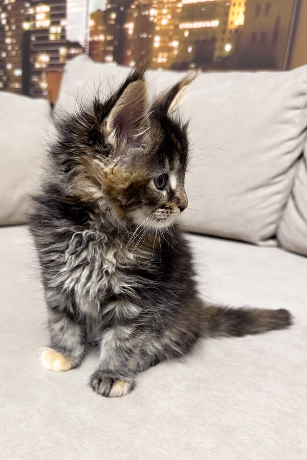 Honda | Maine Coon Kitten