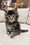 Honda | Maine Coon Kitten