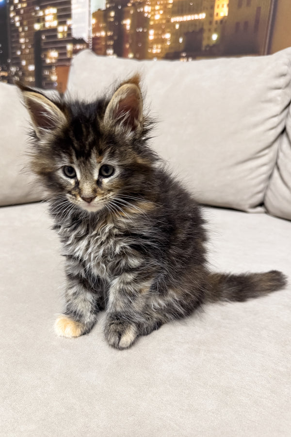 Honda | Maine Coon Kitten