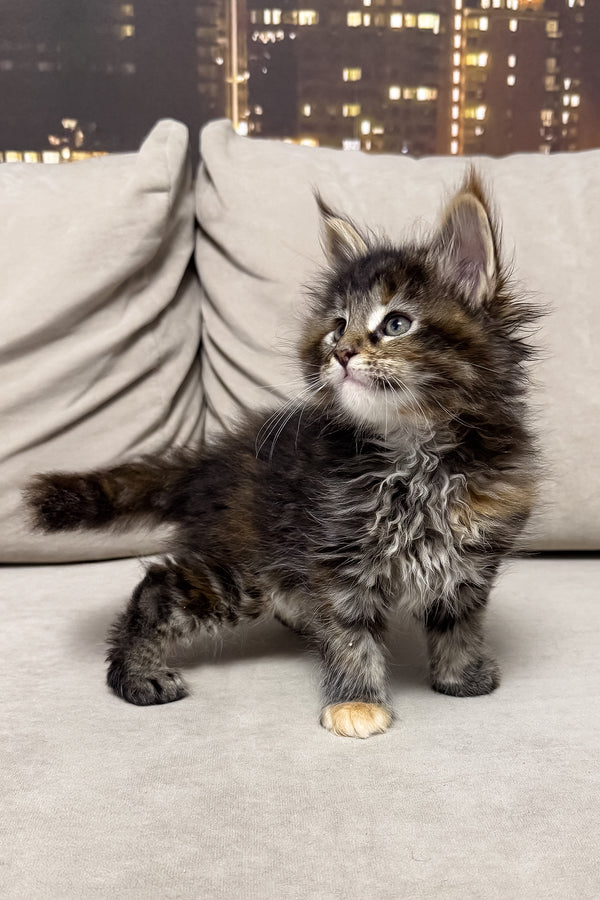 Honda | Maine Coon Kitten