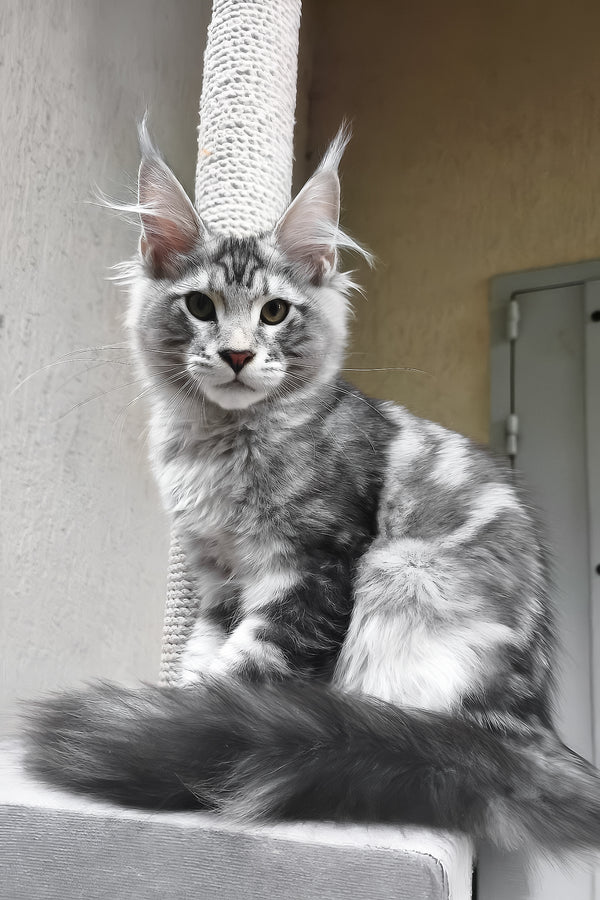 Howard | Maine Coon Kitten