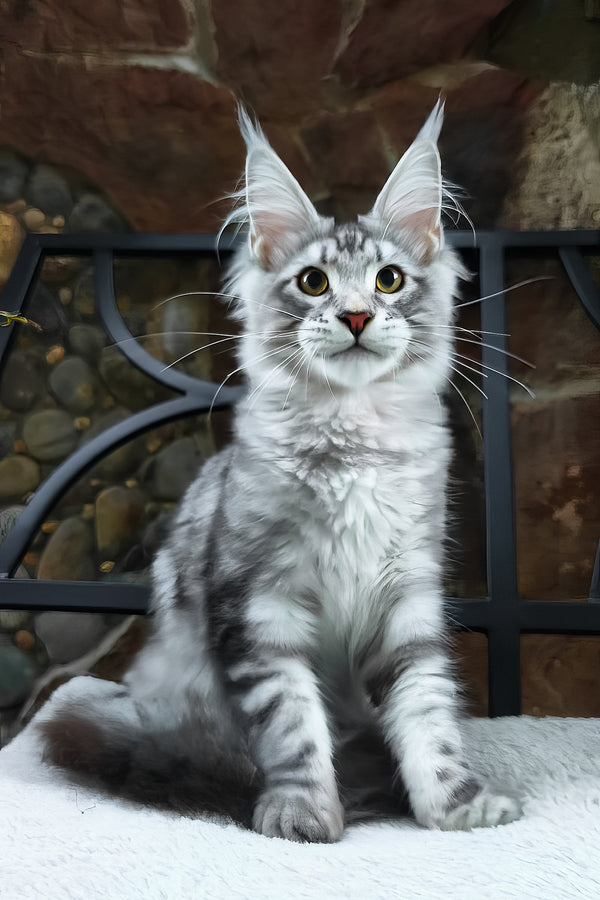 Howard | Maine Coon Kitten