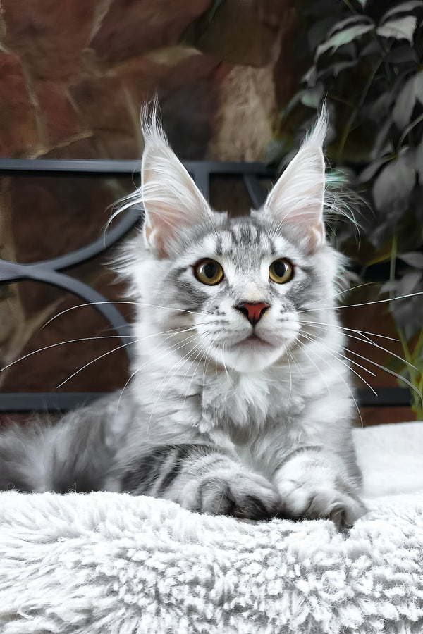 Howard | Maine Coon Kitten
