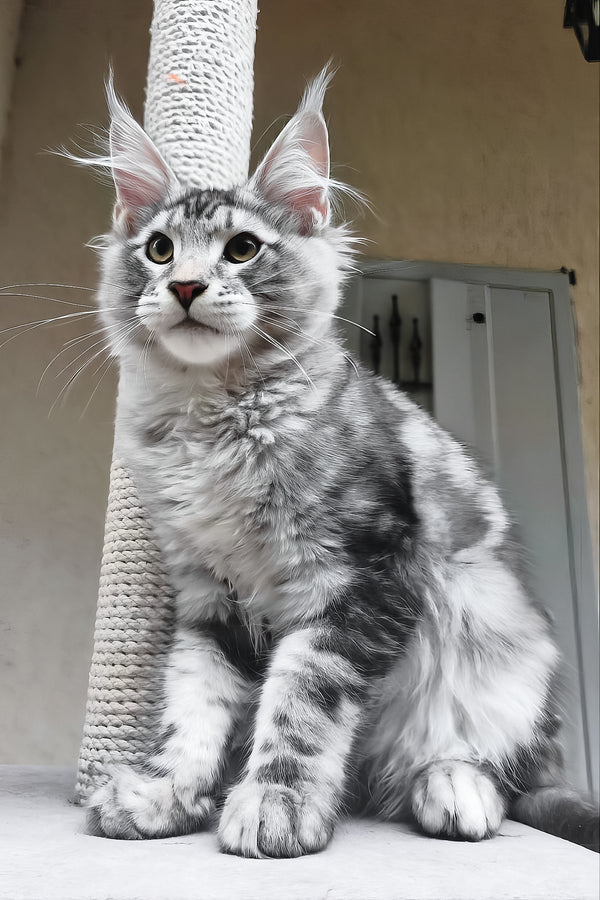 Howard | Maine Coon Kitten