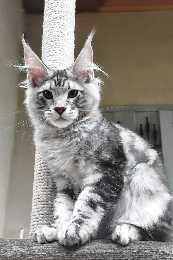 Howard | Maine Coon Kitten