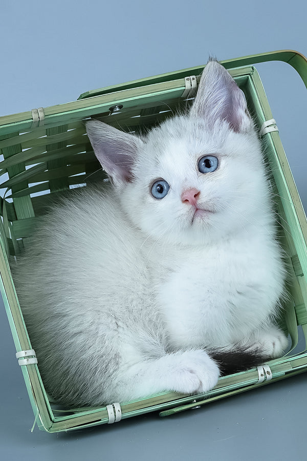 Hugo | Munchkin Kitten