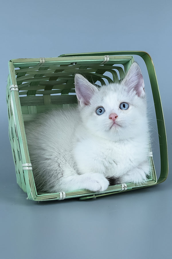 Hugo | Munchkin Kitten