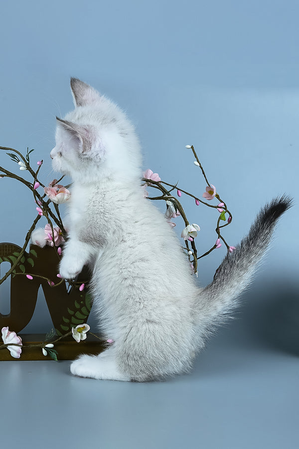 Hugo | Munchkin Kitten