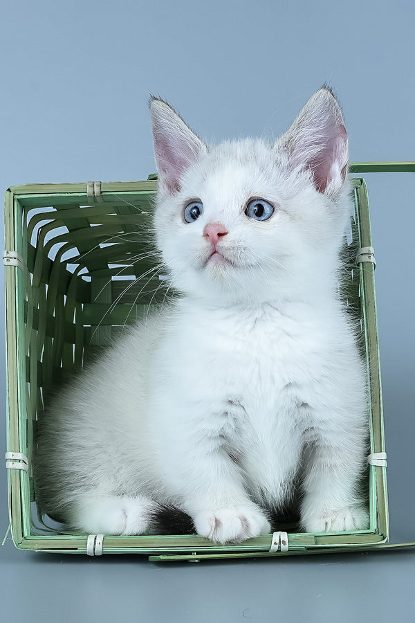 Hugo | Munchkin Kitten