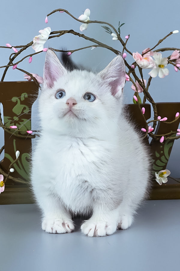 Hugo | Munchkin Kitten