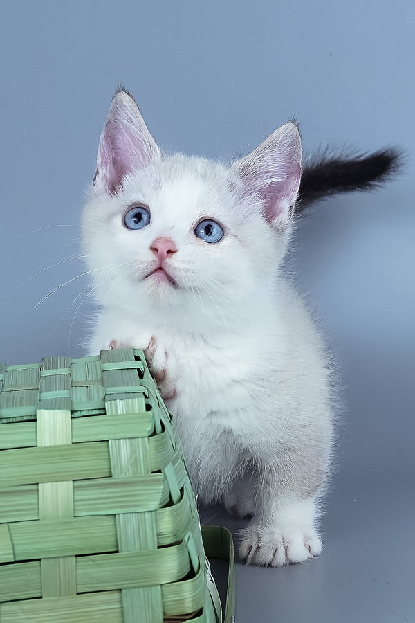 Hugo | Munchkin Kitten