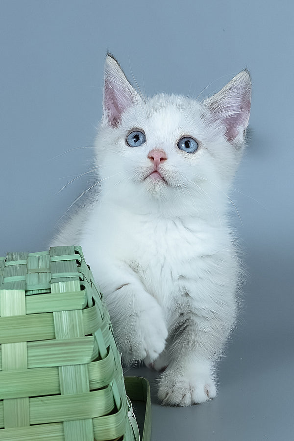 Hugo | Munchkin Kitten