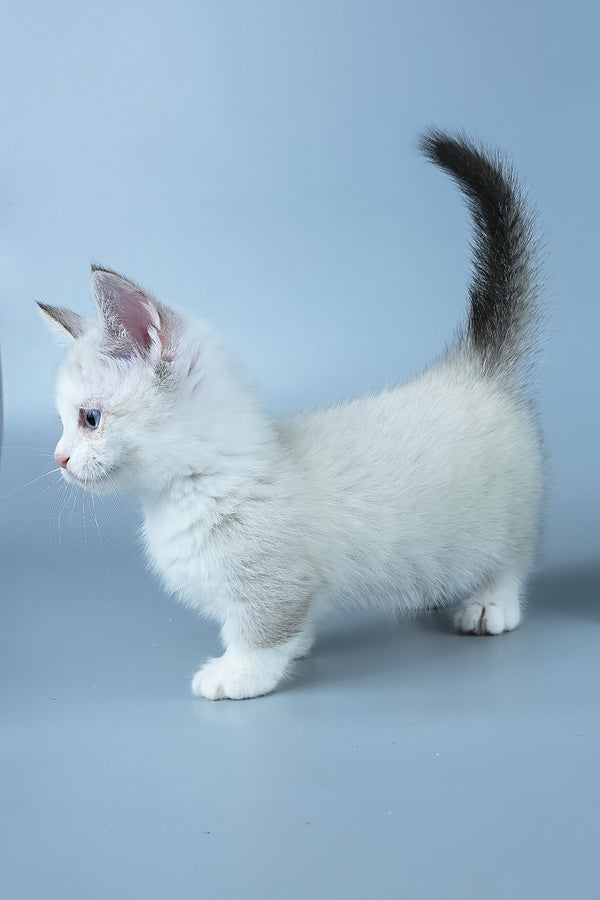 Hugo | Munchkin Kitten