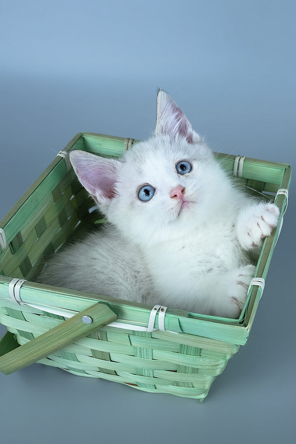 Hugo | Munchkin Kitten