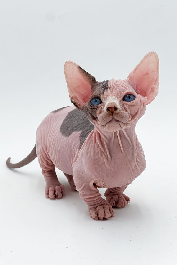 Humphrey | Dwelf Sphynx Kitten