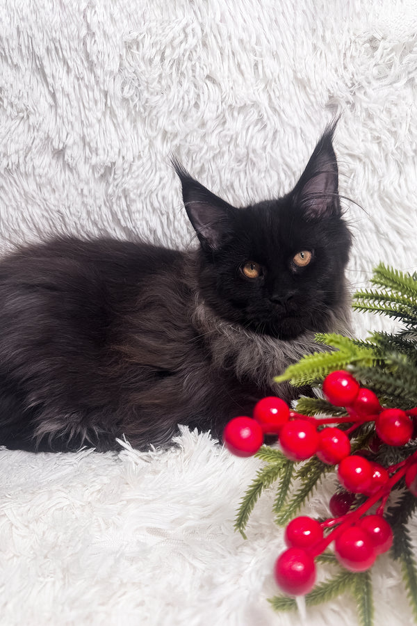 Indie | Maine Coon Kitten