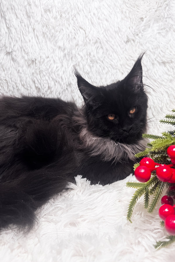 Indie | Maine Coon Kitten