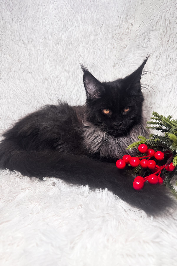 Indie | Maine Coon Kitten