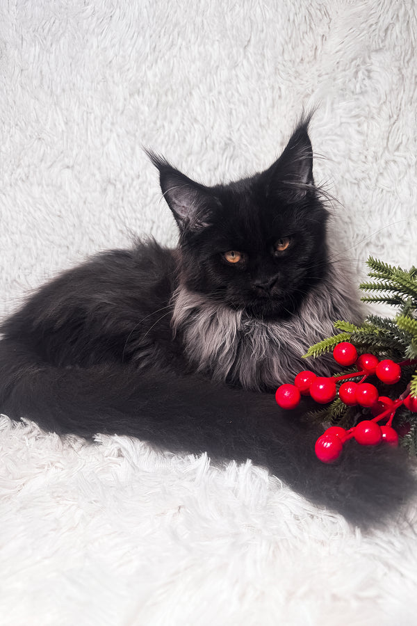 Indie | Maine Coon Kitten