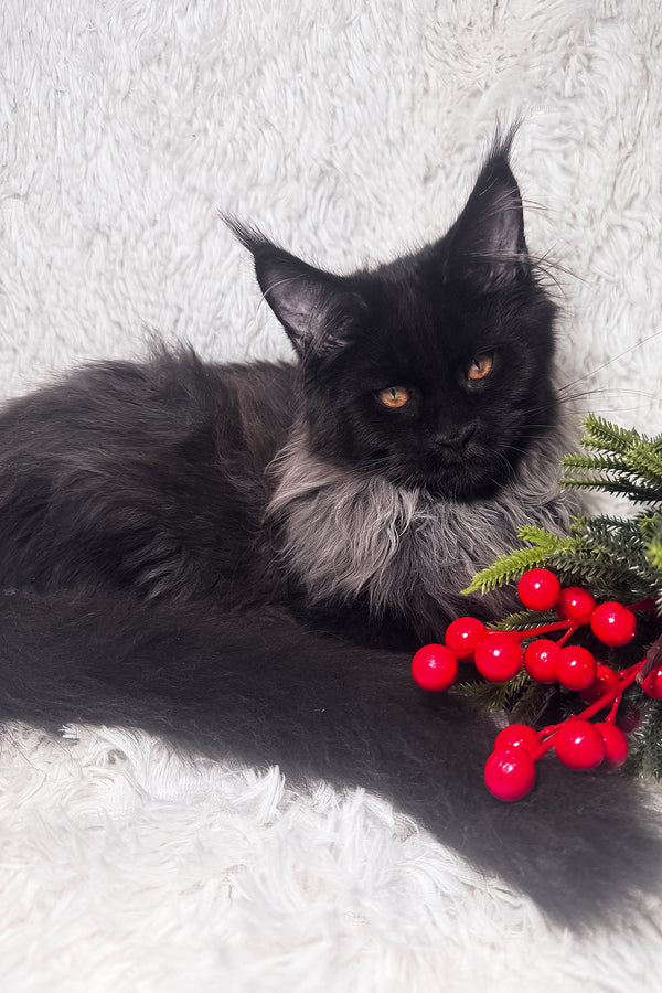 Indie | Maine Coon Kitten